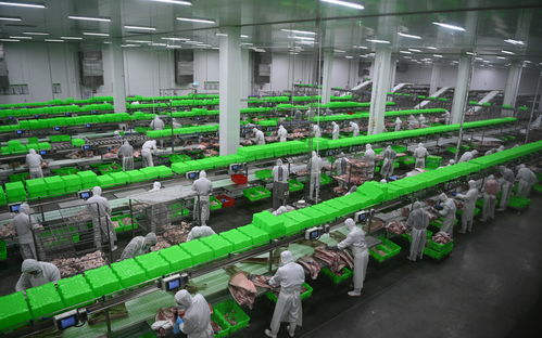 內(nèi)鄉(xiāng)牧原食品城正式投入運行 一期投資5億元，年屠宰加工200萬頭生豬，推動生物技術(shù)開發(fā)